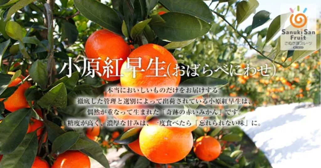 坂出市 第11回 小原紅早生みかんまつり